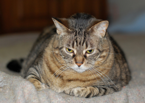 Cat sitting like a loaf, looking angrily at the camera. 
