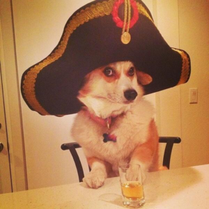 Corgi with a pirate hat on, giving the camera side-eye.