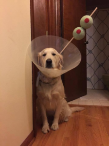 Golden retriever with plastic cone on his head with two fake olives coming out like a martini glass. 