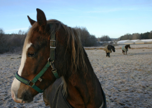 Brown and white horse.