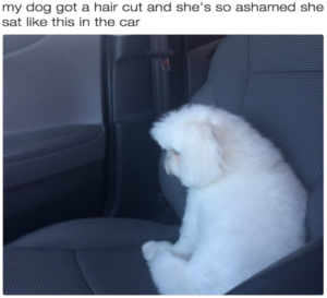 Puffy white dog sitting in a car.